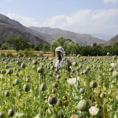 En man på ett opiumfält i Dara-i Mazor i Afghanistan.