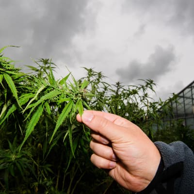 Företaget Puregene i Schweiz har en försöksodling med rusmedelscannabis.