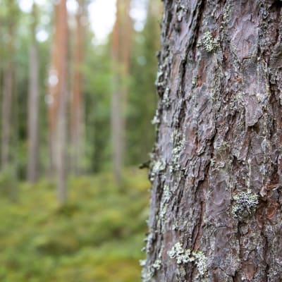 En tallstam i närbild. I bakgrunden tallskog.