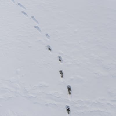 Ihmisen ja eläimen jäljet lumessa merijäällä Vanhankapunginselällä.