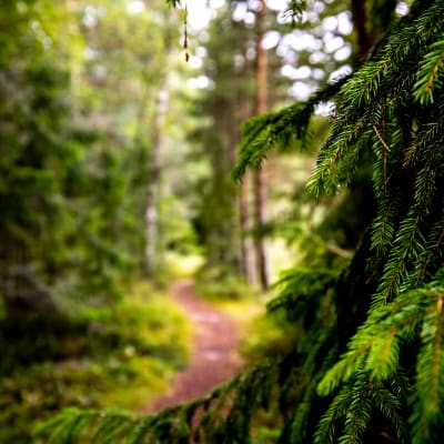 Polku metsässä.