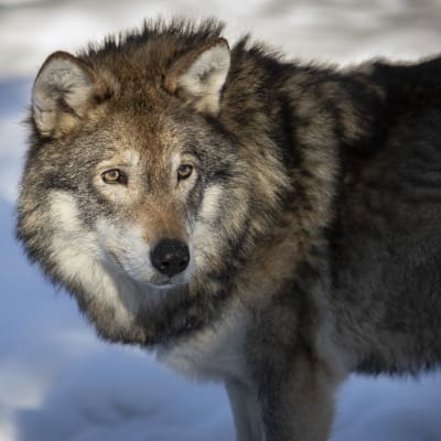 Varg i Etseri djurpark