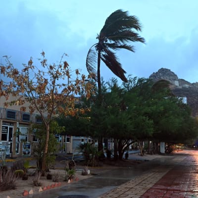 En palm böjer sig i vinden som drar in över delstaten Baja California. 