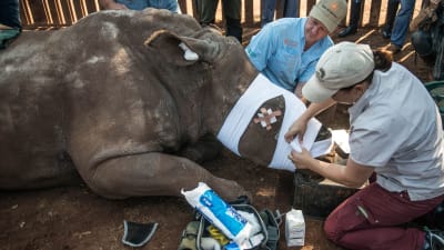 Sydafrikanska veterinärer plåstrar om noshörning som lämnats att dö av tjuvjägare som först huggit av norshörningens horn. Bilden är tagen den 20 augusti 2015 i Bela Bela, norr om Johannesburg. 