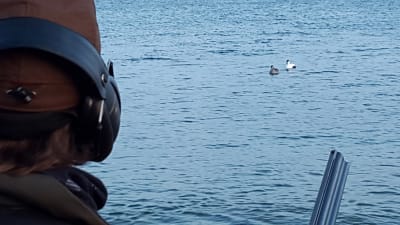 Vårjakt på guding.