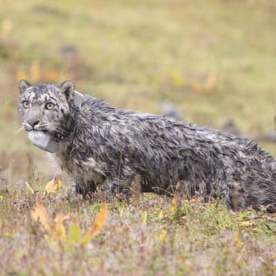 Snöleoparder fick radiosändare i Bhutan