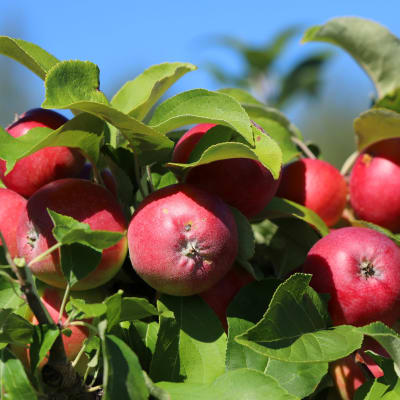 Punaisia omenoita kiinni puussa. 