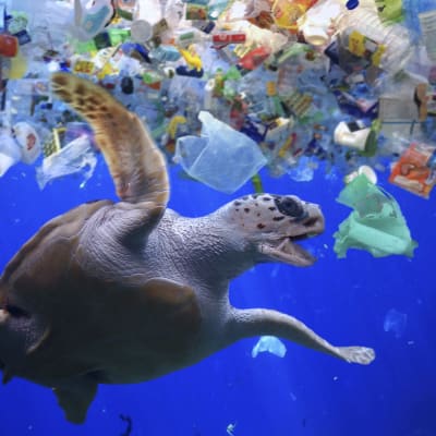 En sköldpadda i ett hav av plast