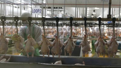 Thailands största kycklingproducent Charoen Pokphand Foods (CPF) fabrik norr om Bankok.