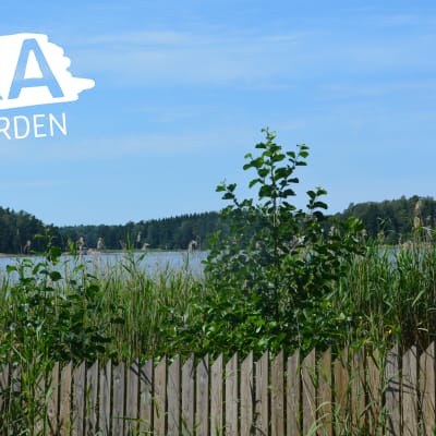 Staket och strandväxtlighet vid havet.