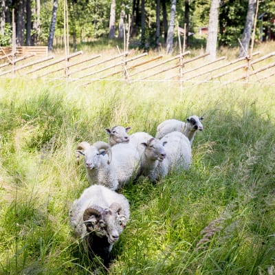 Pentalan saariistomuseossa laiduntaa lampaita.