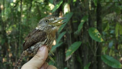 En av de nya arterna som har upptäckts är Obamatrögfågeln.