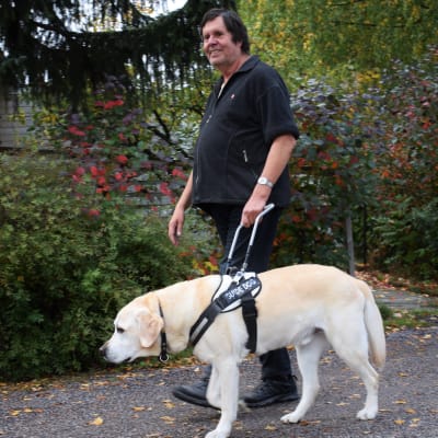 Kenneth Ekholm går med sin ledarhund, en ljus labrador, på en grusväg med gröna buskar i bakgrunden.