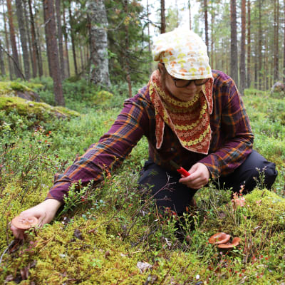 Piritta Marttila etsii sieniä Sinetän vaaraisista metsistä Rovaniemellä