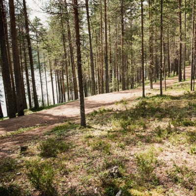 Mäntyjä harjun laella, polku mäntyjen välissä, taustalla järvi, Suomussalmen Soivassa Metsässä.