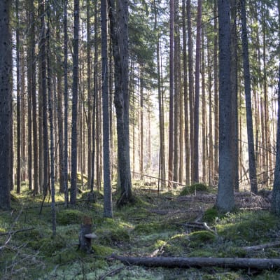 Greenpeace / metsähakkuut / avohakkuu/ Kirkkonummi 27.02.2020