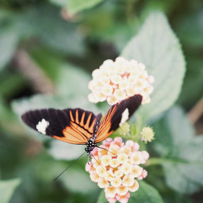 Dagfjärilen Heliconius melpomene sitter på en blomma.