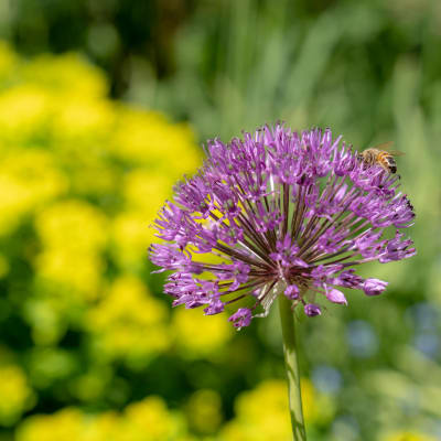 Violetissa puutarhakukassa mehiläinen