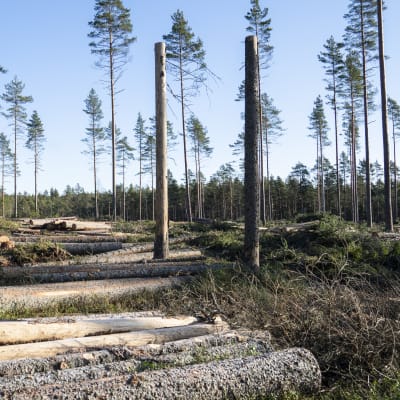 Greenpeace / metsähakkuut / avohakkuu/ Kirkkonummi 27.02.2020