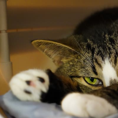 En liggande katt som tittar in i kameran. Katten ligger på en ljusblå filt.