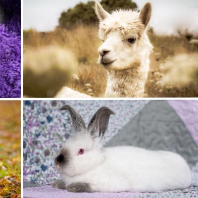 Collage med fyra bilder av en katt, hund, kanin och alpacka.