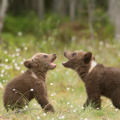 Två björnungar leker på en grön äng.