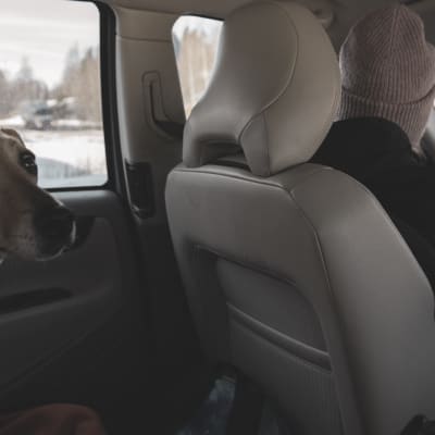 Hunden Lucky sitter i baksätet av en bil, Stefanie Lindroos kör.