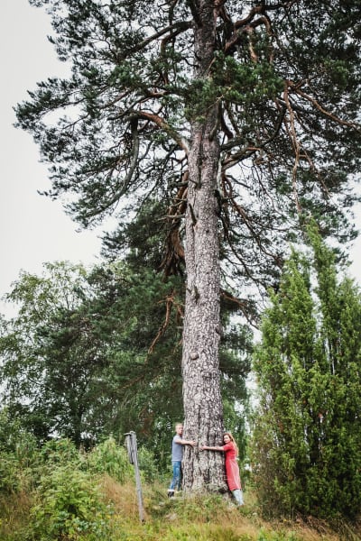 Enorm fura, en man och en kvinna står och kramar trädstammen. 