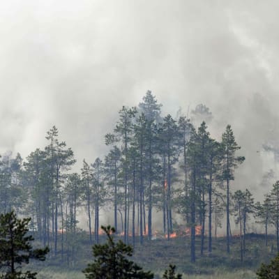 Brinnande skog
