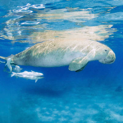 Dugongi kuvattuna Punaisellamerellä.