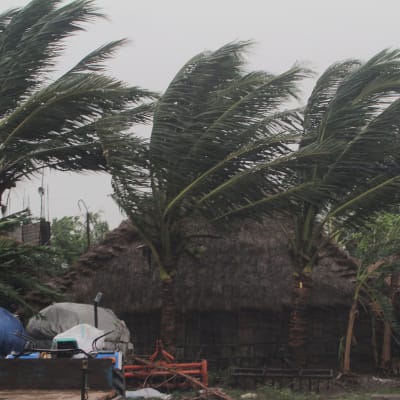 Palmer böjs i hård vind då cyklonen Amphang slår in över land i Indien.