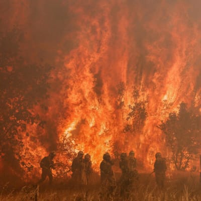 Palokunta sammuttaa metsäpaloa. Liekit ovat kymmen metriset. 