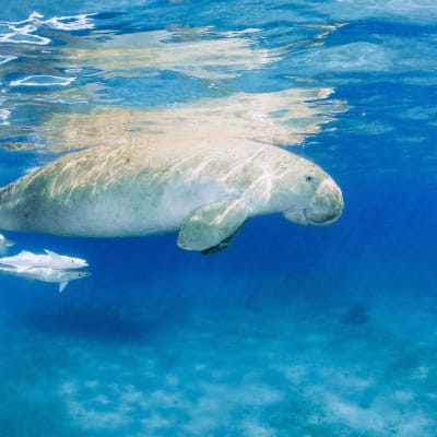Dugongi kuvattuna Punaisellamerellä.