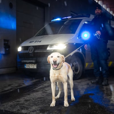 Vaalea labradorinnoutaja seisoo kuvassa etualalla, taustalla on pimeää ja takana näkyy poliisiauto ja poliisimies.