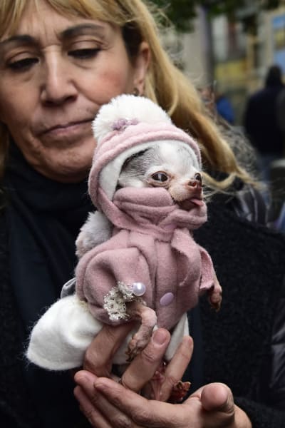 En kvinna håller i en liten hund. Hunde har rosa kläder på sig och tungan ute.