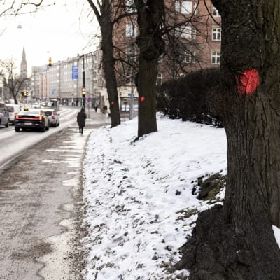Mannerheimintien kaadettaviin puihin on laitettu punainen merkki maalilla.