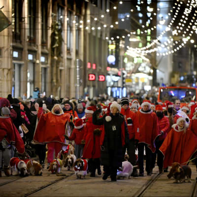 Julen i Helsingfors inleddes i dag genom att ljusen tändes på Alexandersgatan, här syns människor och hundar som går i årets julparad.