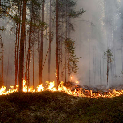 Brinnande skog i Kårböle i Sverige.