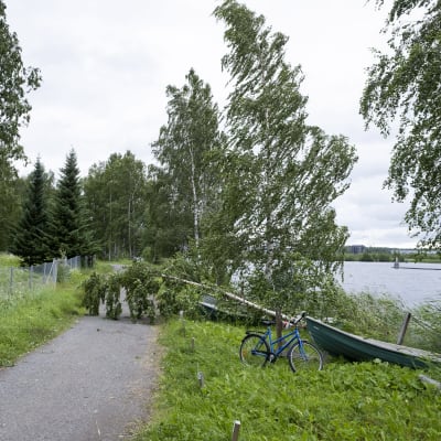 Omkullfallna träd på en väg i Joensuu där stormen Päivö dragit förbi.