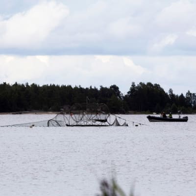 En ryssja i vattnet bredvid en fiskebåt.