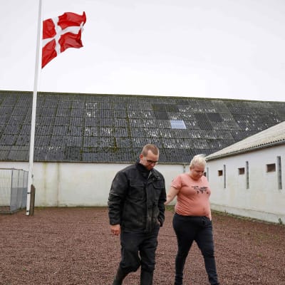 Minkfarm i Danmark med flagga på halvstång.