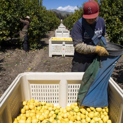 Citroner skördas i Kalifornien 27.3.2020."Nödvändiga" arbetare behövs för att trygga försörjningen i USA under coronakrisen. Lantarbetare har nu stor betydelse.