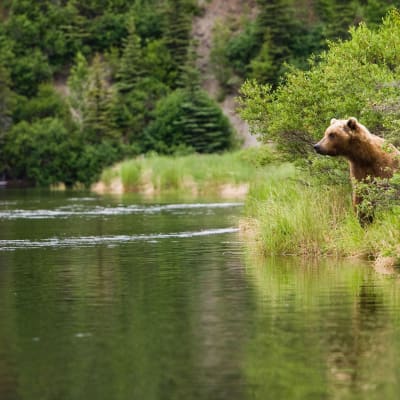 Karhu joen rannalla