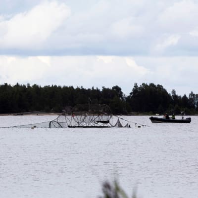 En ryssja i vattnet bredvid en fiskebåt.
