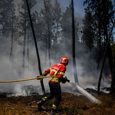 En brandman sprutar vatten i en brinnande skog. 