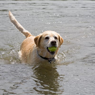 Labrador simmar med tennisboll.