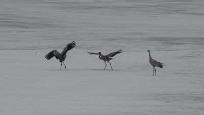 Tre tranor som dansar på snön. De breder ut sina stora vingar.