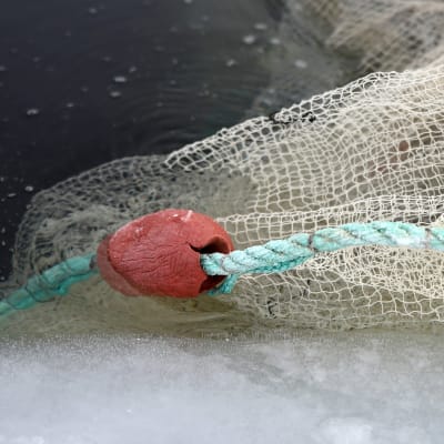 Talvinuottaa menossa järveen.