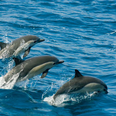 Tre delfiner hoppar i luften i havet.