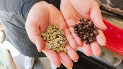 Kupade händer med kaffebönor i. I ena handen finns vita, råa bönor, i den andra bruna, rostade bönor.